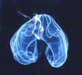 Bathocyroe fosteri