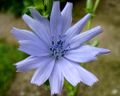 (C. calvum)