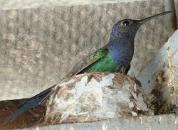Eupetomena.macroura .jpg