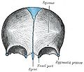 Displays immature frontal bone at birth.