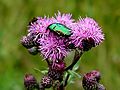 Rose chafer (Cetonia urata) Subfamily: Cetoniinae