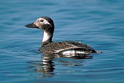 Long tailed duck.jpg