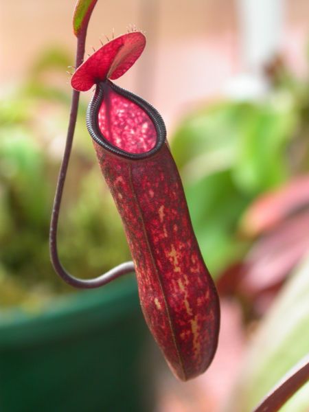 File:Nepenthes muluensis.jpg