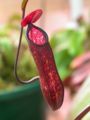 Mulu Pitcher-Plant (Nepenthes muluensis)