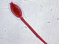 Thumbnail for version as of 21:45, 26 October 2008