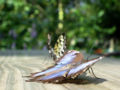 Peleides Blue Morpho (Morpho peleides) Family: Nymphalidae