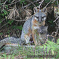 Thumbnail for version as of 01:26, 11 March 2008