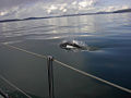 Dall's Porpoise (Phocoenoides dalli)