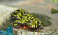 Thumbnail for version as of 20:39, 30 November 2006