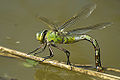 emperor dragonfly (Anax imperator)