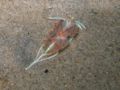 Nudibranch (Hermissenda Crassicornis)