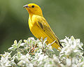 Saffron Finch (Sicalis flaveola) Family: Thraupidae