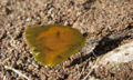 Thumbnail for version as of 17:52, 30 April 2007