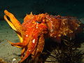Australian Giant Cuttlefish (Sepia apama) Order: Sepiida