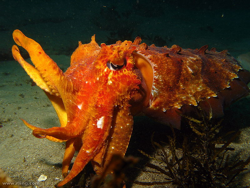 File:Australian Giant Cuttlefish.jpg