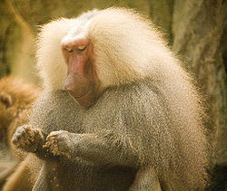Baboon1.jpg