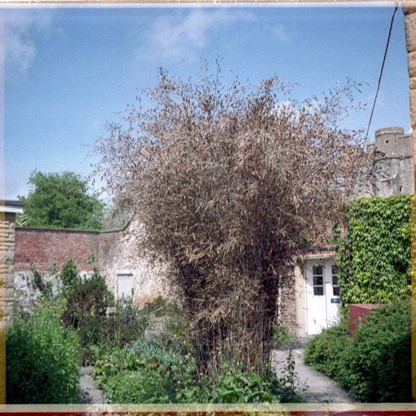 File:Bamboo flowering.jpg