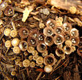 Striate bird-nest fungus (Cyathus striatus) Phylum: Basidiomycota