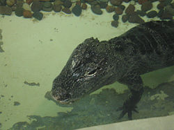 Chinese ALLIGATOR.jpg