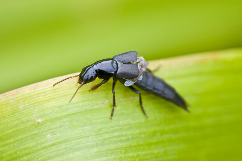 File:Earwig 5.jpg