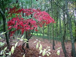 Japanese maple, Shipley Country Park - geograph.org.uk - 277781.jpg