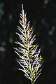 Wild sugarcane (Saccharum spontaneum)