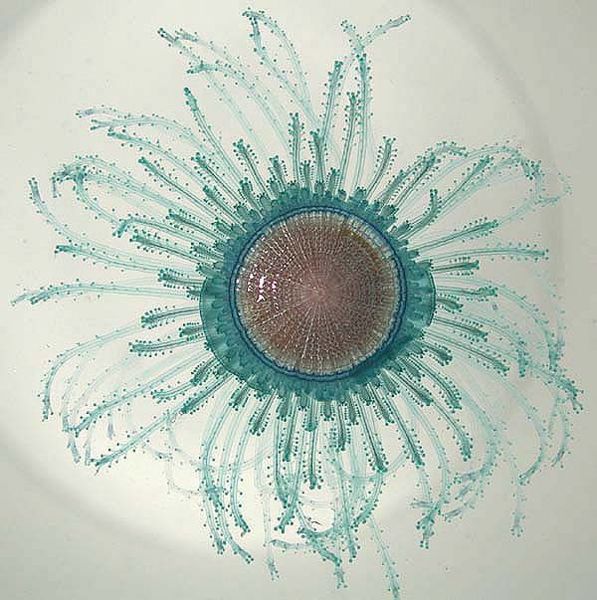 File:Porpita porpita.jpg