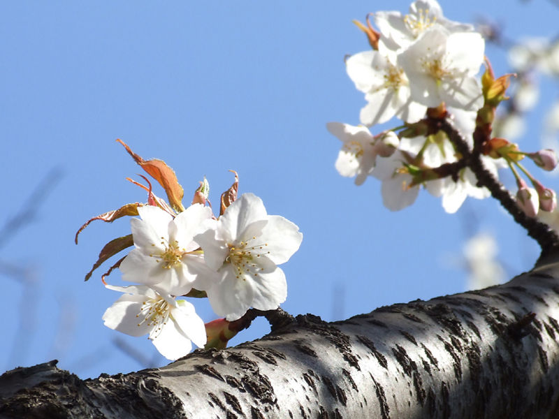 File:Prunus Jamasakura Tree.jpg