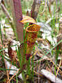 Pale Pitcher Plant (Sarracenia alata)