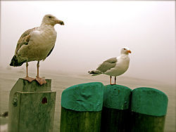 Seagull 4.jpg