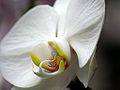 Moon Orchid (Phalaenopsis amabilis )