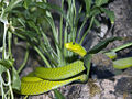 Eastern Green Mamba (D. angusticeps)