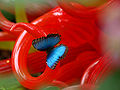 Blue morpho butterfly (morpho peleides)