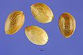 Cannabis Sativa seeds