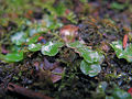Crescent-cupped liverwort (Lunularia cruciata)