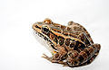 Pickerel Frog (Rana palustris)