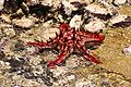 Red-Knobbed Stafish (Protoreaster linckii ) Class: Asteroidea