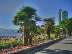 Vancouver Windmill Palms Englishbay.jpg
