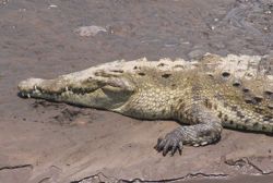 AmericanCrocodile2.jpg