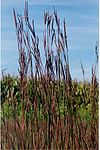Big.bluestem.jpg