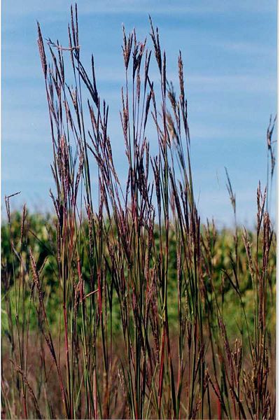 File:Big.bluestem.jpg