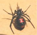 Black widow Family: Theridiidae