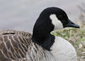 Cackling Goose (Branta canadensis)