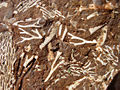 Thumbnail for version as of 02:26, 27 October 2008