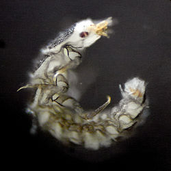 Larva Firefly.jpg