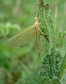 Mayfly (Potamanthus lutes) Family: Potamanthidae