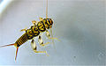 Thumbnail for version as of 05:53, 22 November 2011