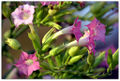 Thumbnail for version as of 01:51, 28 May 2013