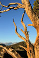 Utah Juniper (J. osteosperma)