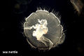 Thumbnail for version as of 05:07, 22 October 2008